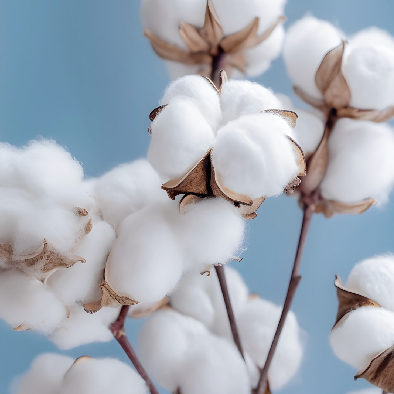 新疆阿瓦提长绒棉